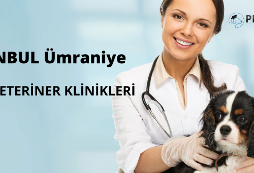 Umraniye Veterinary Clinics-Best Veterinarians (7/24)