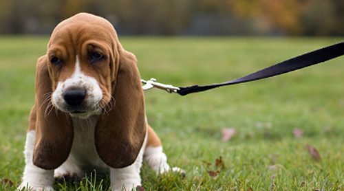Leash Training for Puppies