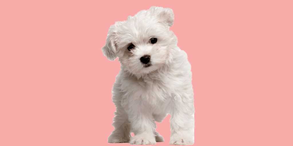 En Tatlı Köpek; Terrier Maltese Eğitimi Pet Okulu