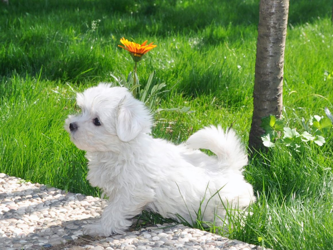 En Tatlı Köpek; Terrier Maltese Eğitimi Pet Okulu