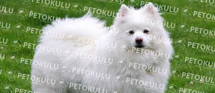 How Does American Eskimo Deal with People ?