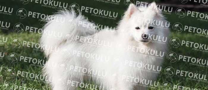 American Eskimo Dog Egzersiz İhtiyacı