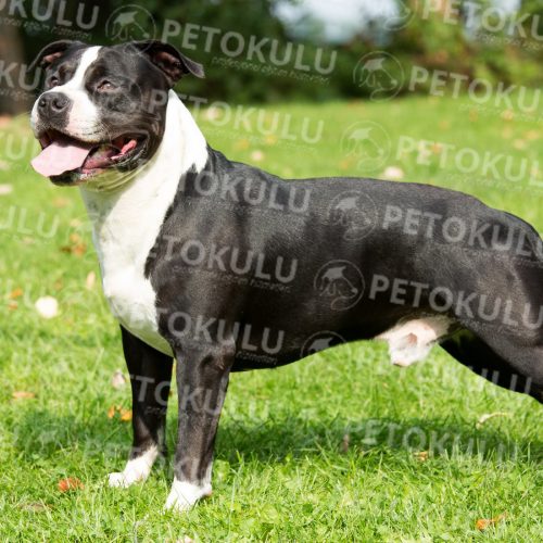 Anticipated American Staffordshire Terrier Training and Features