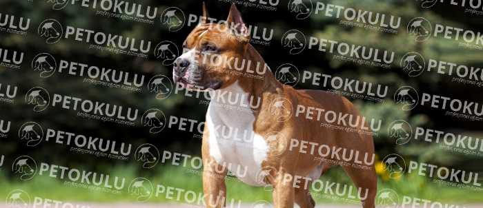 American Staffordshire Terrier Vücut Ölçüleri