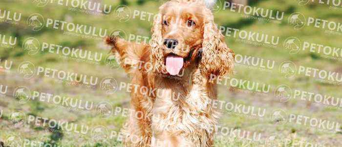 American Cocker Spaniel Character Features