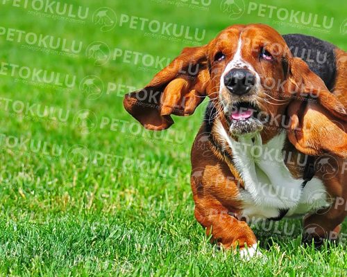 Basset Hound Training and Features