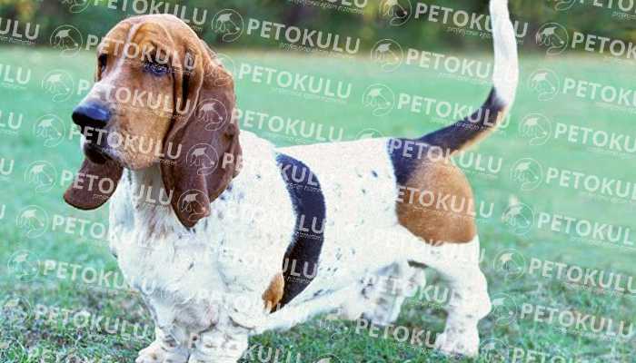 Basset Hound Köpeği Özellikleri