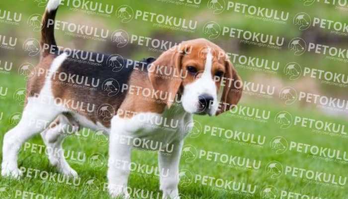 Beagle Köpek Sağlık Durumu