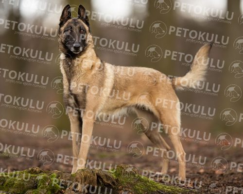 Belgian Malinois Training and Features