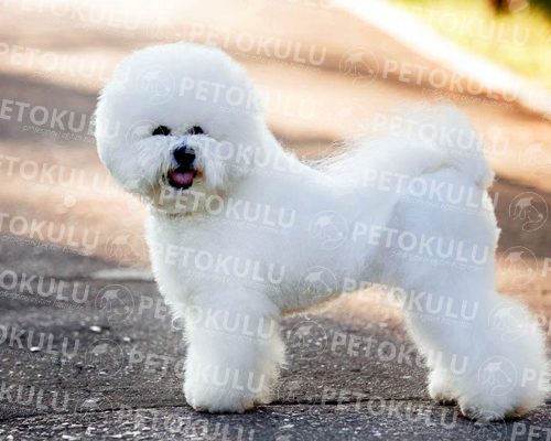 Bichon Frise Race Training and Features
