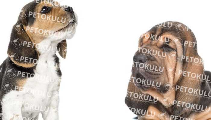 Bloodhound Köpek Kişiliği