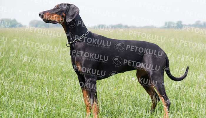 Doberman Yaşam Ortamı