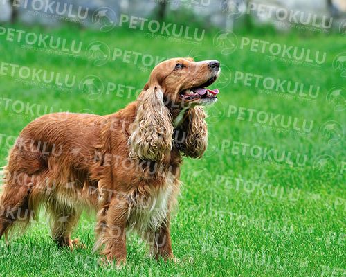 English Cocker Spaniel Training and Features