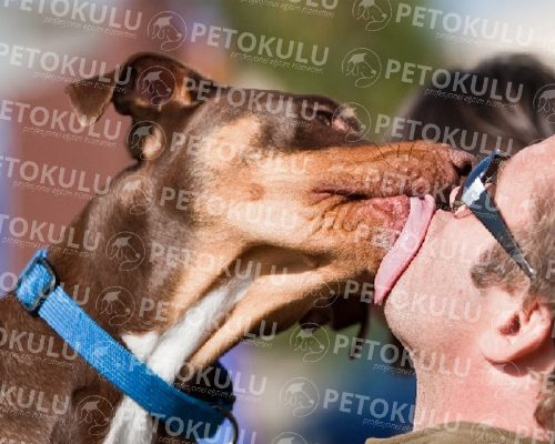 Why Do Dogs Lick Our Faces?