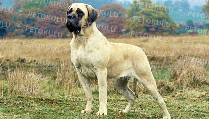 Mastiff Karakter Yapısı