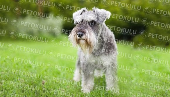 Evde Beslemek İçin En Uygun Köpek Türleri Pet Okulu