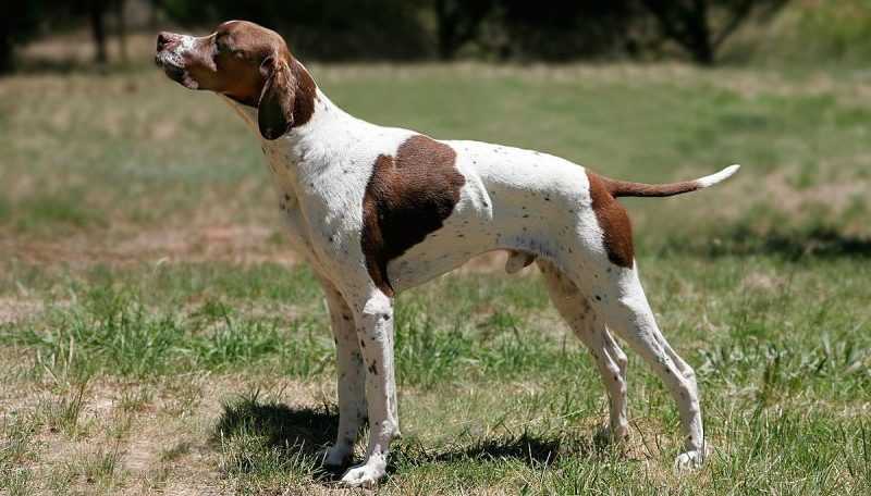Pointer Training and Care
