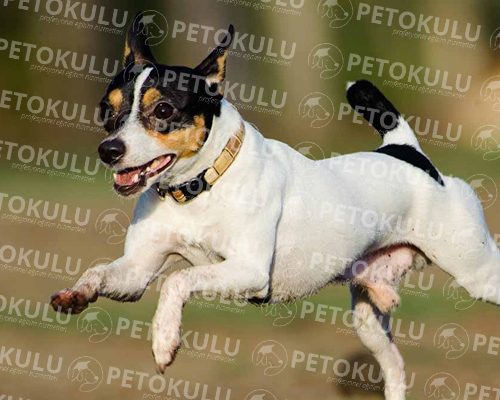 Toy Fox Terrier Training and Care