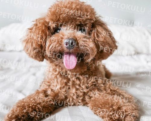 Neugieriger Hund! Informationen zur Toy Poodle Dog Breed