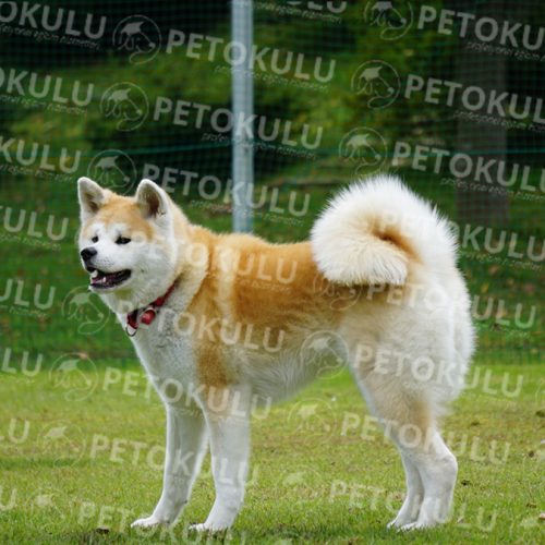 Akita Inu Training and Features