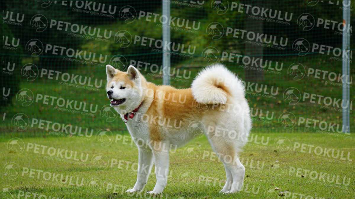 Japon Köpeği Akita