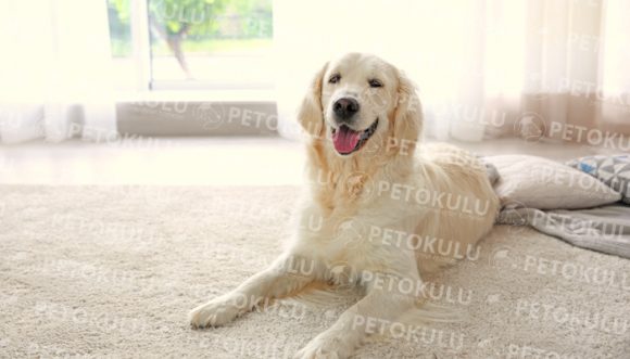 Evde Beslemek İçin En Uygun Köpek Türleri Pet Okulu
