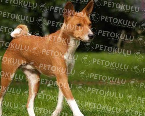 Basenji Race Training and Features