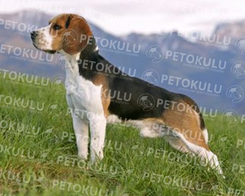 Beagle Training und Features