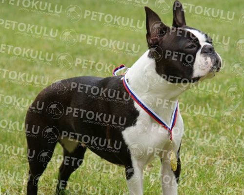 Boston Terrier Features and Training