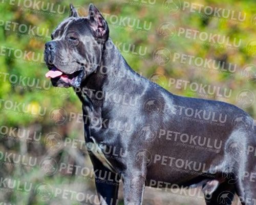 Cane Corso Training and Features