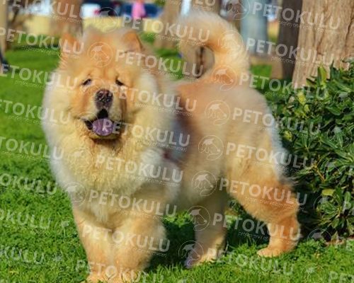 Chow Chow Training and Features