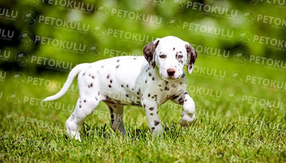 Evde Beslemek İçin En Uygun Köpek Türleri Pet Okulu