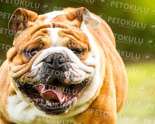 English Bulldog Training and Features