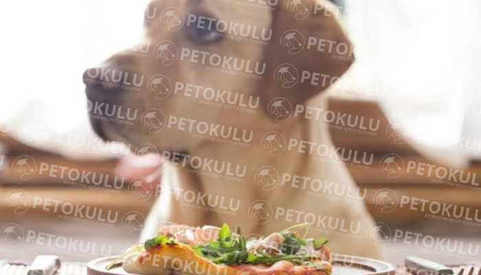 Ev Yapımı Köpek Mamaları Neyden Yapılır? Pet Okulu