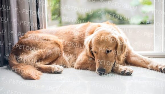 Köpeğiniz evde ne kadar yalnız kalabilir ? Pet Okulu