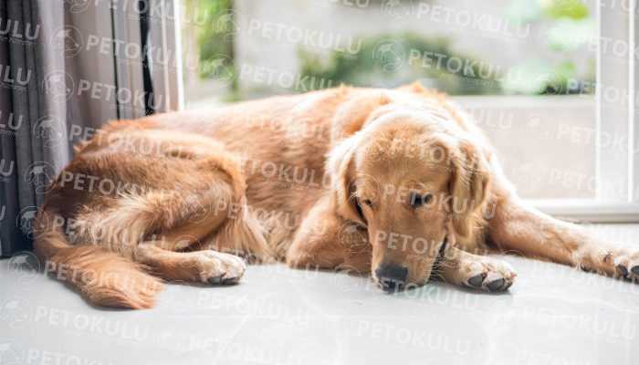 Köpeğiniz evde ne kadar yalnız kalabilir ? Pet Okulu