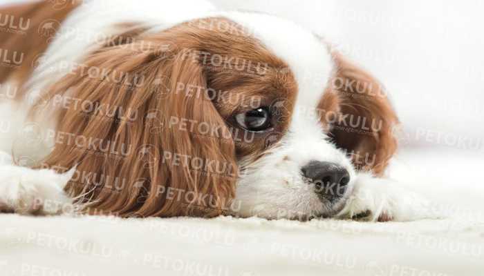 Köpeğiniz evde ne kadar yalnız kalabilir ? Pet Okulu
