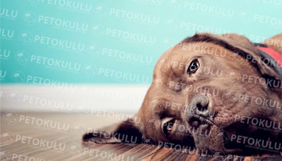 Köpeğiniz evde ne kadar yalnız kalabilir ? Pet Okulu