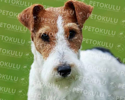 Fox Terrier Race Training and Features