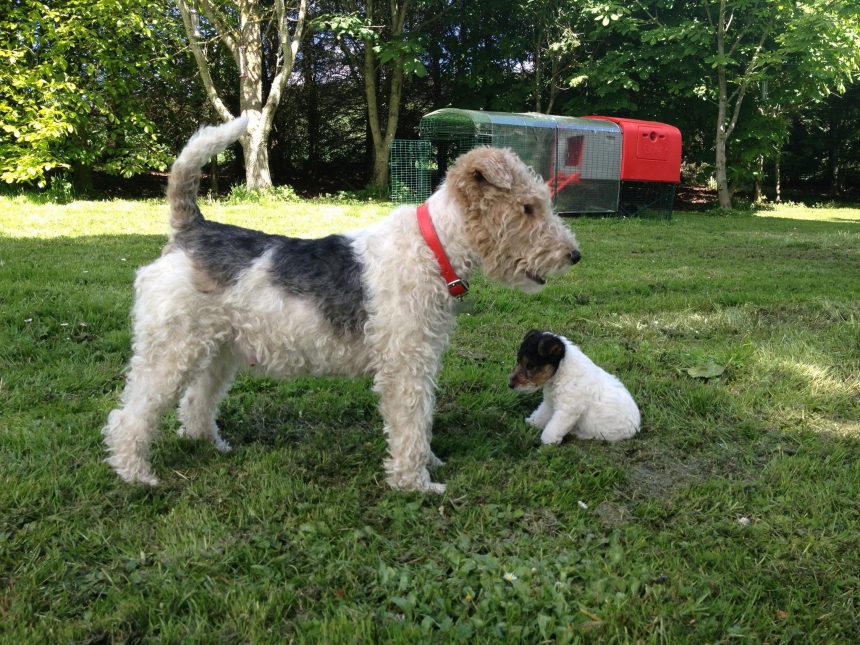 köpeğim kusuyor