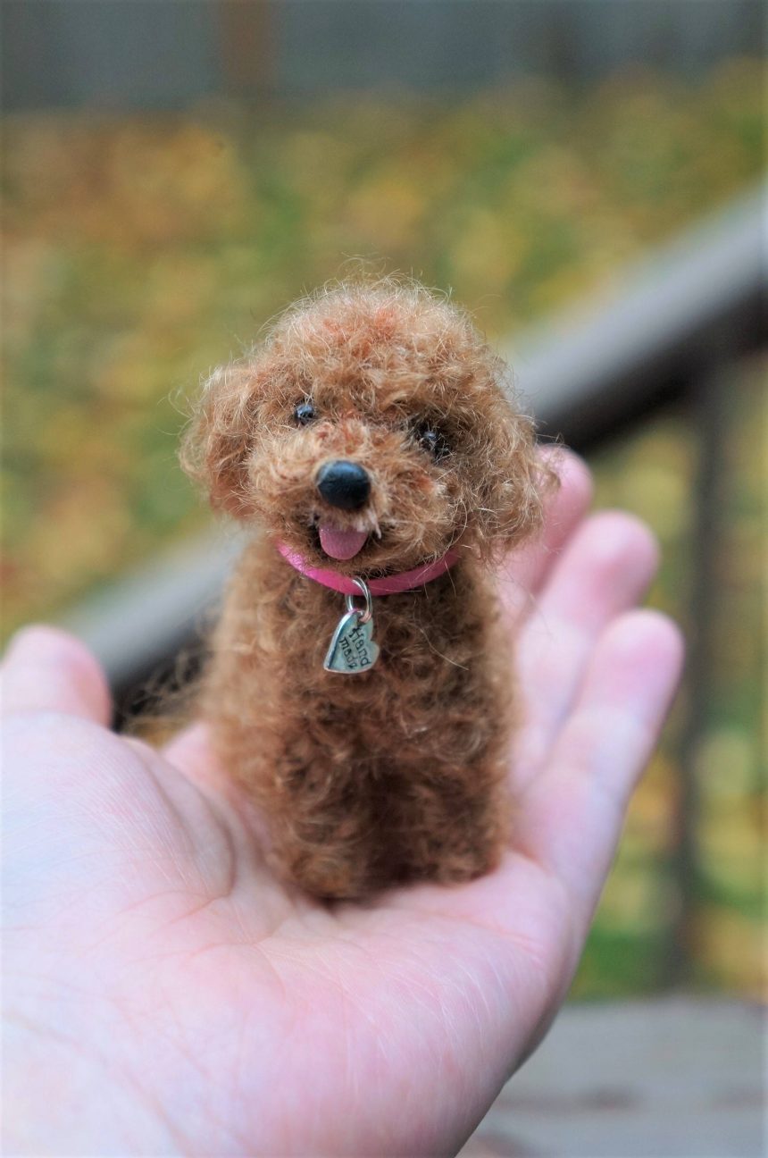 Merak Edilen Köpek Toy Poodle Eğitimi Hakkında Pet Okulu
