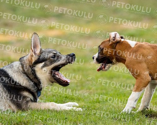 Is My Dog Attacking Other Dogs? What Should I Do?