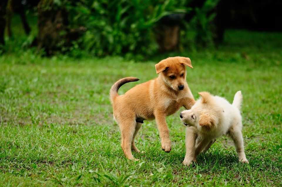 Köpeklerde ergenlik dönemi Pet Okulu