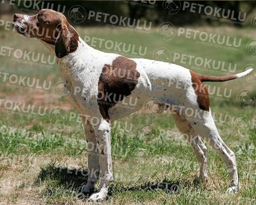 Pointer Training and Care