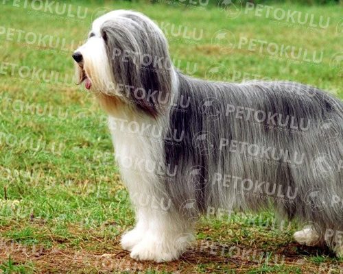 Bearded Collie Training and Features