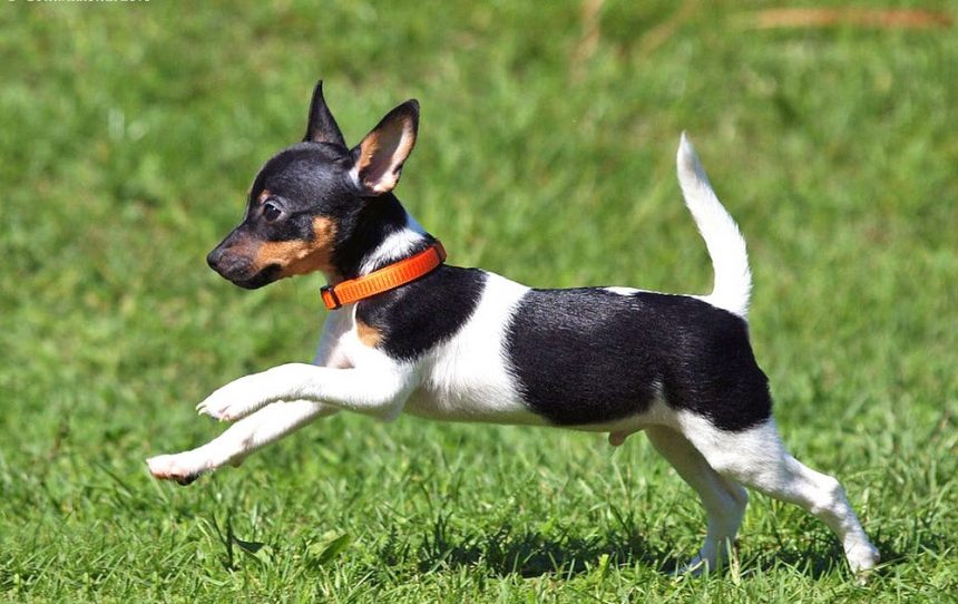 Toy Fox Terrier Cinsi Köpek Eğitimi ve Bakımı Pet Okulu