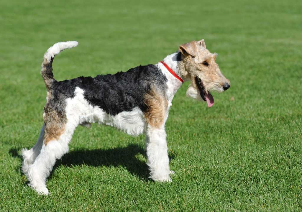 köpeğim köpük kusuyor