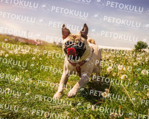 Beylikduzu dog training