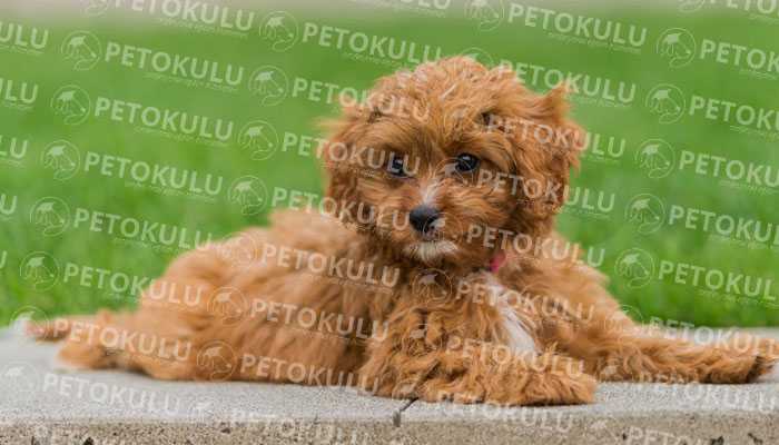 Cavapoo Yaşam Ortamı