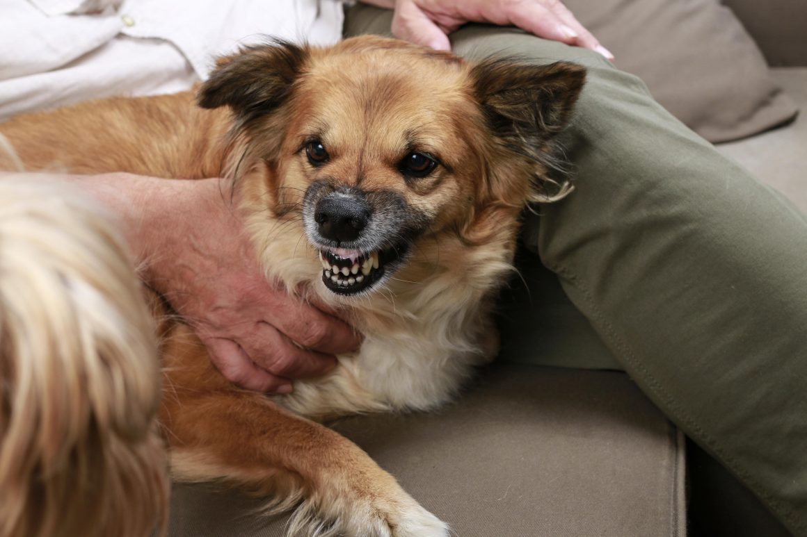 Köpeklerde Agresiflik Neden Olur? Pet Okulu
